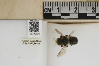 Media type: image;   Entomology 790035 Aspect: Labels